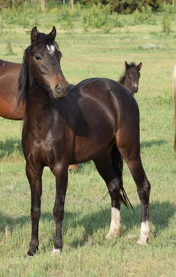 2020 broodmare prospect