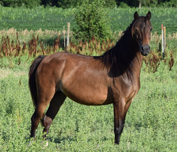 2014 broodmare