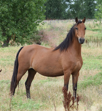 2015 mare