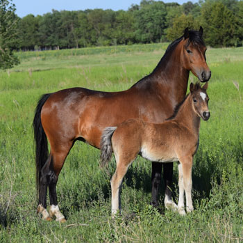 2017 broodmare