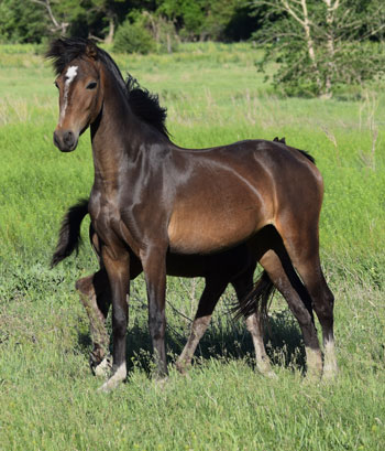 2018 broodmare