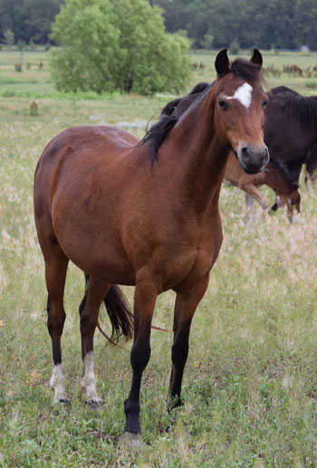 2005 broodmare