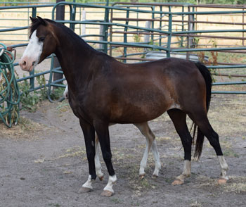 2014 broodmare