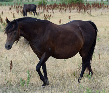 2010broodmare