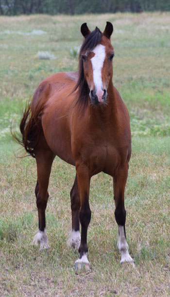 2014 broodmare