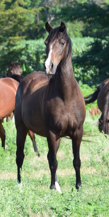  broodmare