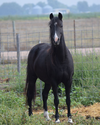 2014 broodmare