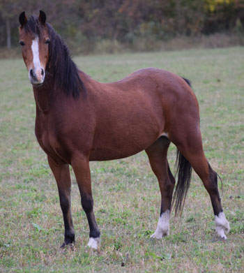 2015 broodmare