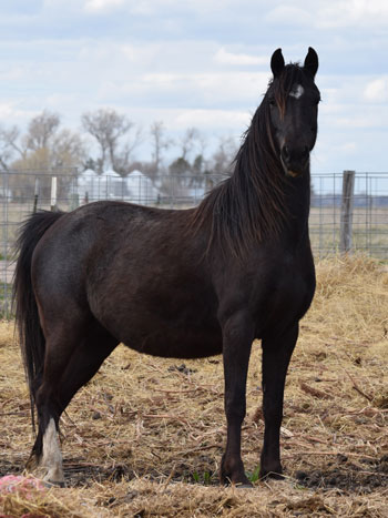 2015 broodmare