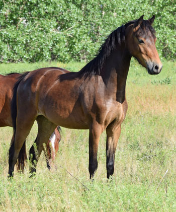 2020 broodmare