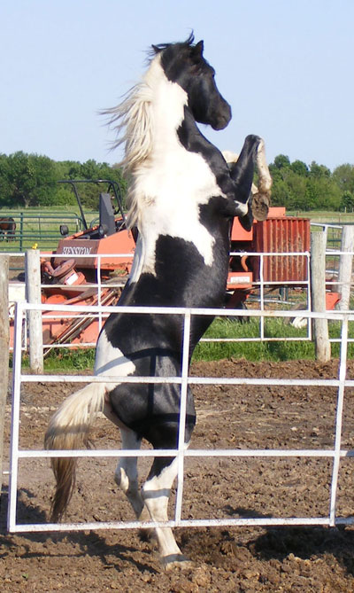 raringstallion