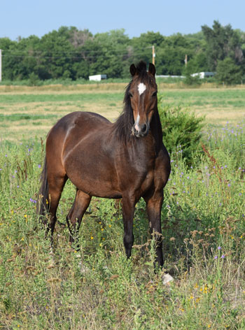 2004 broodmare