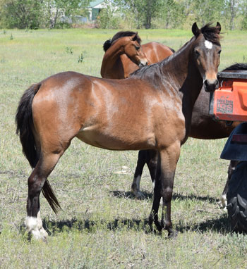 2020 broodmare