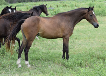 2020 broodmare