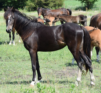 2022 broodmare