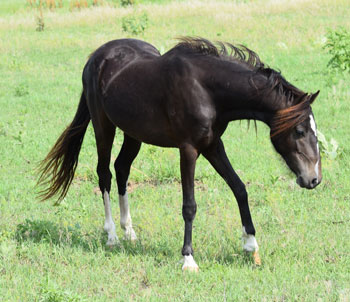 2022 broodmare