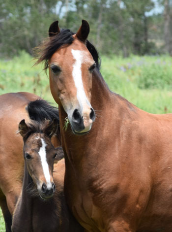 2015 broodmare