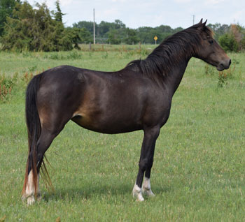 2019 mare