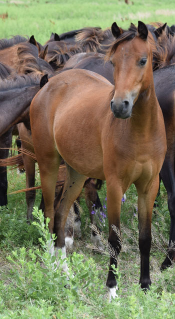 2022 broodmare