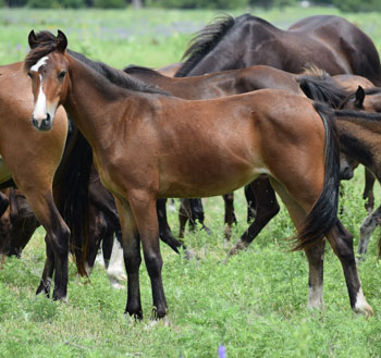 2024 mare